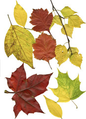 Увядающие осенние листья на белом фоне.