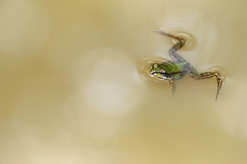 Green frog