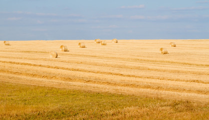 Fototapeta premium Field after harvesting