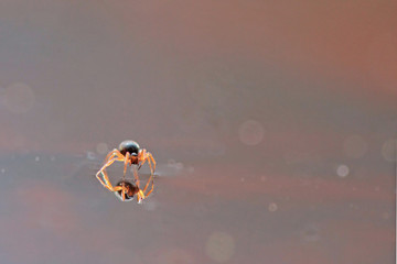 Spider walking on the water surface