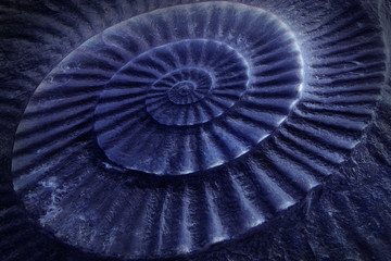 Blue tone of ammonite prehistoric fossil on the surface