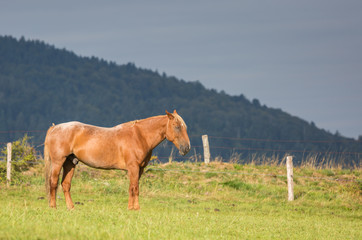 cheval au pré