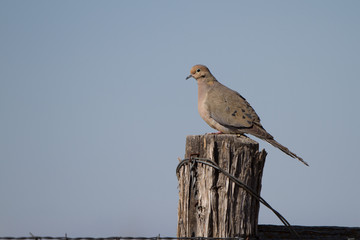 Mourning Dove on a barbed-wire fence in a southern Colorado ranch