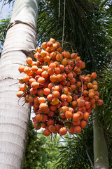 The orange betel palm