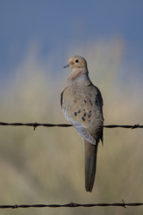 Mourning Dove on a barbed-wire fence at dawn