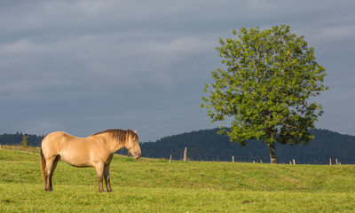 cheval au pré