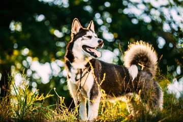 Young Happy Husky Eskimo Dog Sitting In Grass Outdoor © Great Brut Here