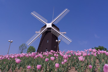 Windmills with vibrant tulips in osaka park.