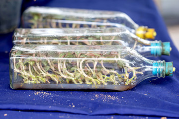 Orchid tissue culture in a bottle.