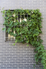 window with ivy
