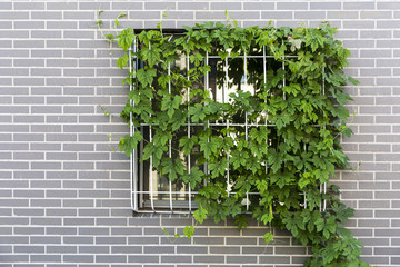 window with ivy