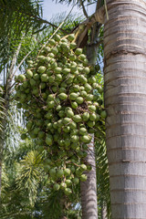 the green betel palm