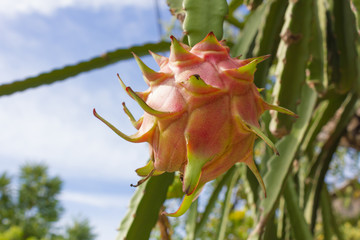 Hylocereus undatus (Haw) Britt. & Rose