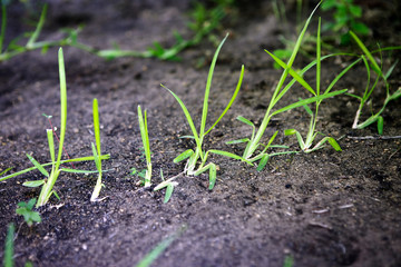 St. Augustine grass sprouts spreading over lawn dirt