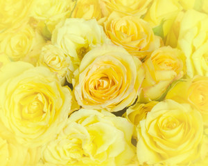Yellow rose background.