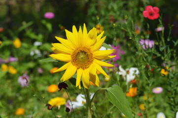 Sonnenblume auf einer wilden Blumenwiese