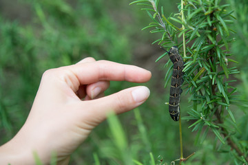 芋虫に触る手