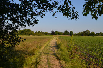 Fototapeta na wymiar Walking trail through rural area with arable land