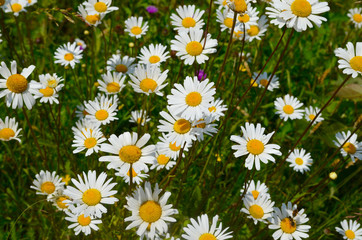 White common lawn daisy flowers in a meadow