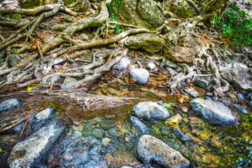roots and rocks in Triulintas waterfall
