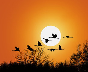 Zugvögel bei Abenddämmerung 