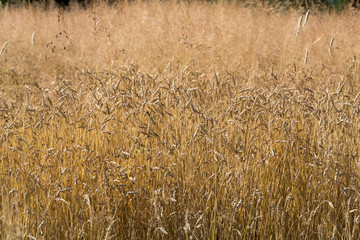 golden wheat in a farm field