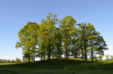 Oak trees on a hill in Swedish countryside
