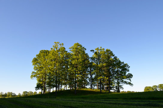 Group of oak trees on a small hill in Swedish countryside