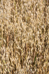 golden wheat in a farm field