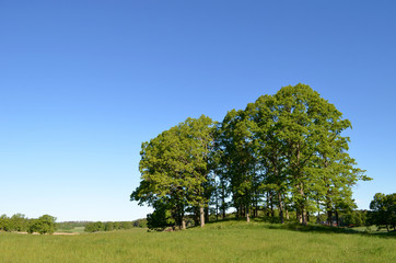 Fototapeta na wymiar Group of oak trees on a hill in Swedish countryside