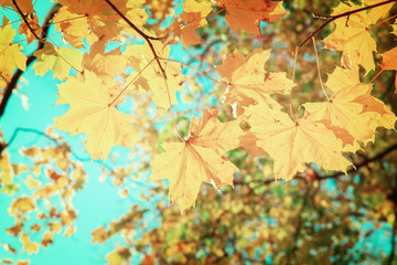 yellow leaves in autumn park