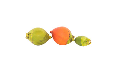 The triple Betel palm