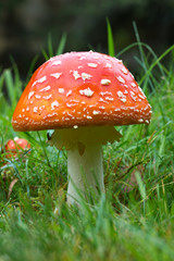 fly agaric