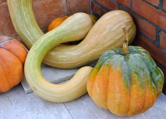 Varietà di zucche