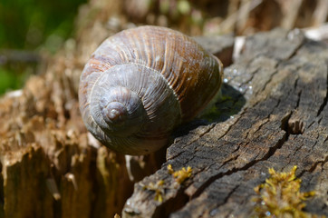 Bourgondian snale on wood