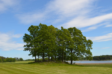 Fototapeta na wymiar Group of trees on a rocky hill in mown meadow in Swedish countryside