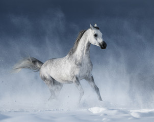 Fototapeta na wymiar Grey arabian horse galloping during a snowstorm