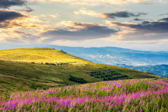 wild flowers on the mountain hill at sunrise