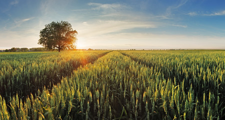 Wheat field at sunset