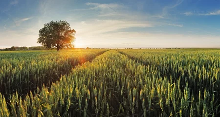 Fotobehang Wheat field at sunset © TTstudio