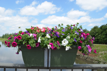 Fototapeta na wymiar Pink flowers in a pot on a bridge over a river