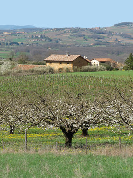 Arbres fruitiers dans le Beaujolais , Rh&ocirc;ne , France