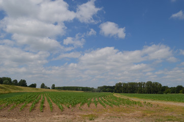Fototapeta na wymiar Large trail through corn fields in polder landscape