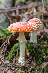 Two fly agaric