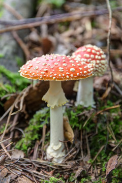 Two fly agaric