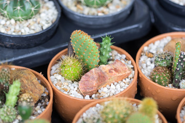 cactus closeup