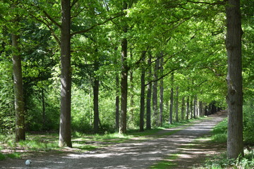 Background of green trees in the forest woods with sunshine spring summer weather