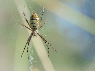 female spider Argiope Bruennich waiting for its prey on the web