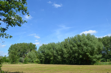 Young maize seedlings on an arable field next to a forest