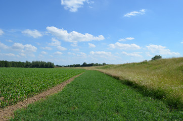 Fototapeta na wymiar Green dike, meadow, maize field